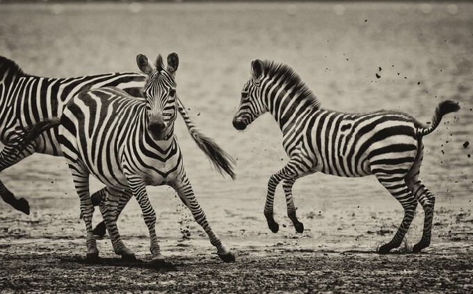 Vintage style black and white image of zebras in the Serengeti National Park, Tanzania,